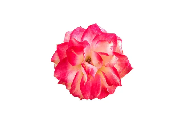 Czerwona Róża Odizolowana Białej Dekoracji Valentine Concept Kwiat Miłości — Zdjęcie stockowe