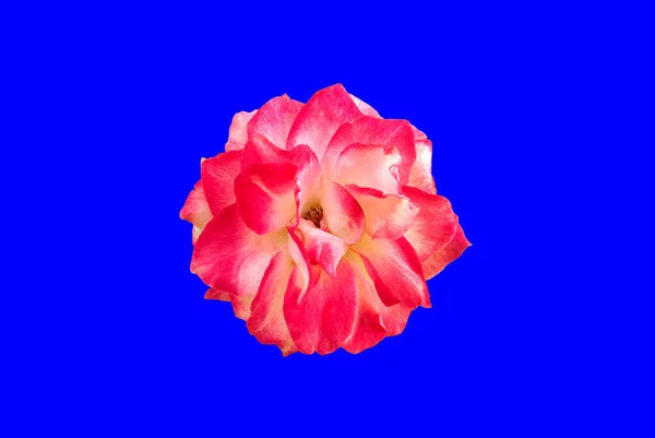 Червона Троянда Ізольована Фоновому Фоні Валентина Концепція Квітка Любові — стокове фото