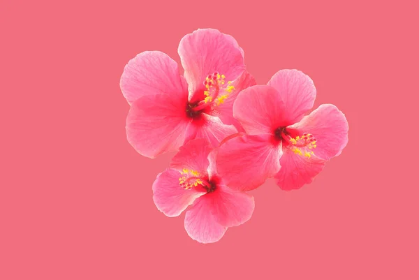 Vista Superior Rosa Hibiscus Syriacus Flor Isolada Luz Magenta Fundo — Fotografia de Stock