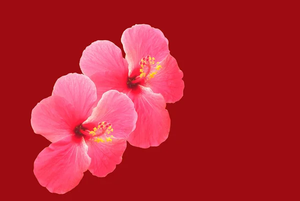 Dois Rosa Hibiscus Syriacus Flor Isolada Fundo Vermelho Rosa Chinesa — Fotografia de Stock