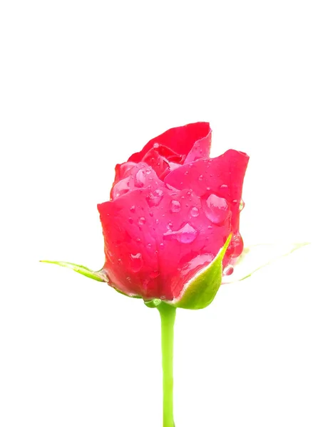Красная Роза Белом Фоне Украшение Валентина Цветок Любви — стоковое фото