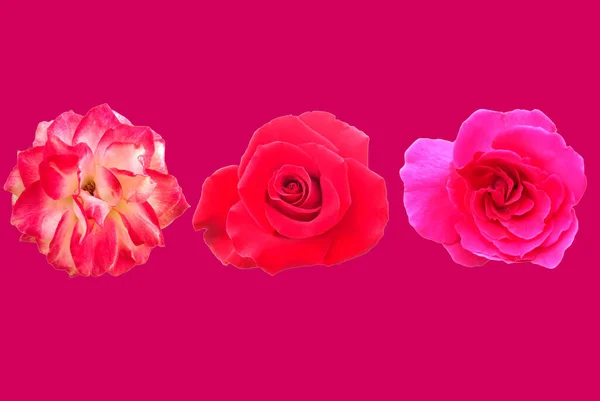 Top Veiw Design Floral Rosa Vermelha Isolado Decoração Fundo Rosa — Fotografia de Stock