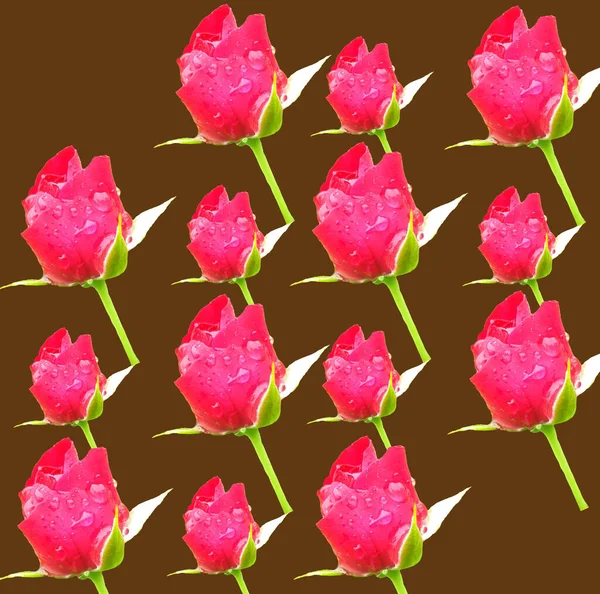 Top Veiw Květinový Design Červené Růže Vzor Izolované Hnědém Pozadí — Stock fotografie