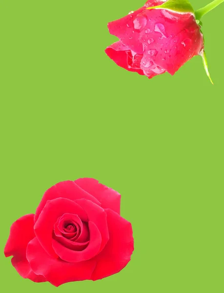 Top Veiw Цветочный Дизайн Двух Коллекций Красной Розы Изолированы Зеленом — стоковое фото
