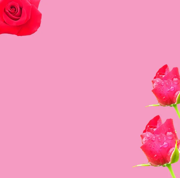 Top Veiw Floral Design Red Rose Collection Isolated Pink Background — Stock Photo, Image