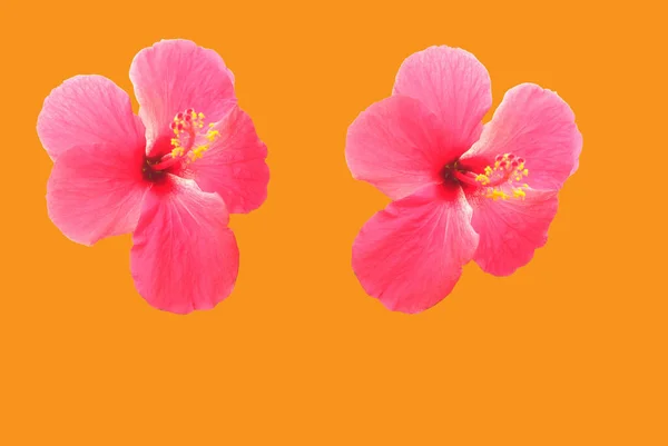 Deux Fleurs Roses Hibiscus Syriacus Isolées Sur Fond Orange Jaune — Photo