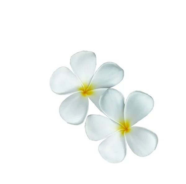 Fatto Disegno Bianco Frangipani Fiore Isolato Sfondo Bianco Fiore Spa — Foto Stock