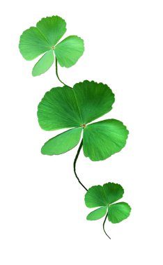 Koleksiyon, Yaprak yeşili (Oxalis corniculata L), beyaz arka planda izole edilmiştir. Şanslı yaprak. Patrick.