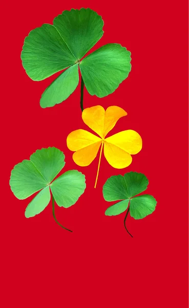 Collection Leaf Plant Green Gold Oxalis Corniculata Isolated Red Background — Stock Photo, Image