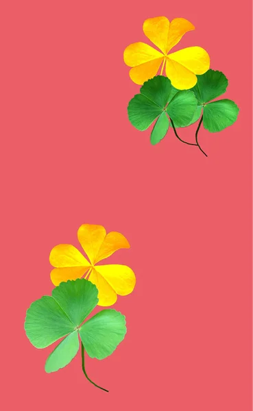 Collection Leaf Plant Green Gold Oxalis Corniculata Isolated Pink Background — Stock Photo, Image
