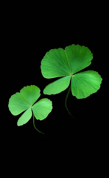 Four Leaf Clover Geïsoleerd Zwarte Achtergrond Geluksblad Patricks — Stockfoto