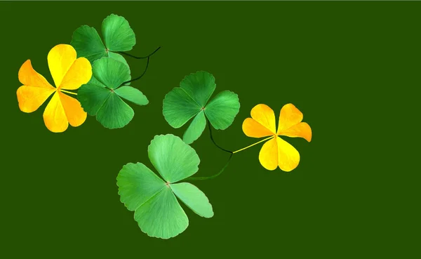Коллекция Зеленого Золотого Листьев Oxalis Corniculata Выделенных Зеленом Фоне Счастливый — стоковое фото