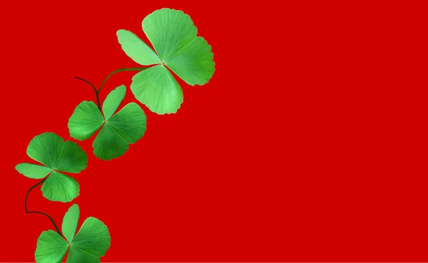 Collection Leaf Plants Green Oxalis Corniculata Isolated Red Background Щасливий — стокове фото