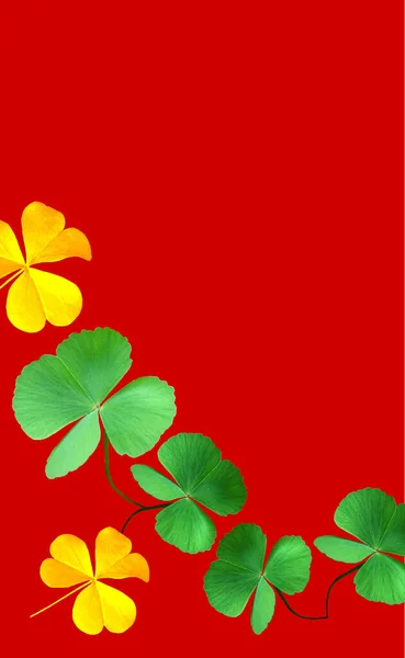 Collection Leaf Plant Green Gold Oxalis Corniculata Isolated Red Background — Stock Photo, Image