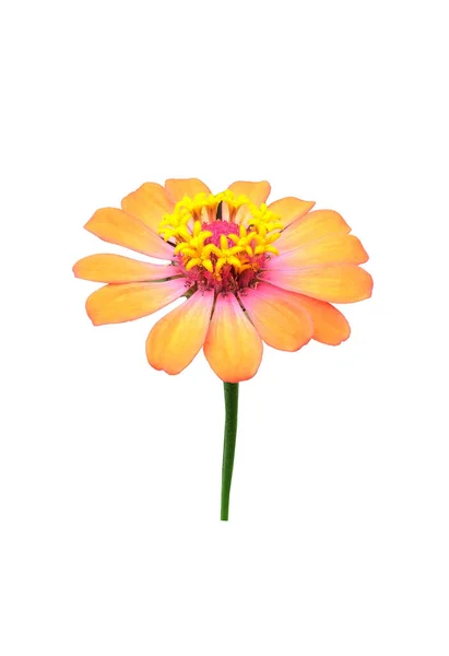 Pure Giallo Zinnia Fiore Sfondo Bianco Stock Foto — Foto Stock