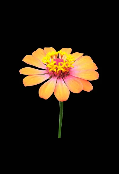 Fleur Zinnia Jaune Pur Sur Fond Noir Pour Photo Stock — Photo