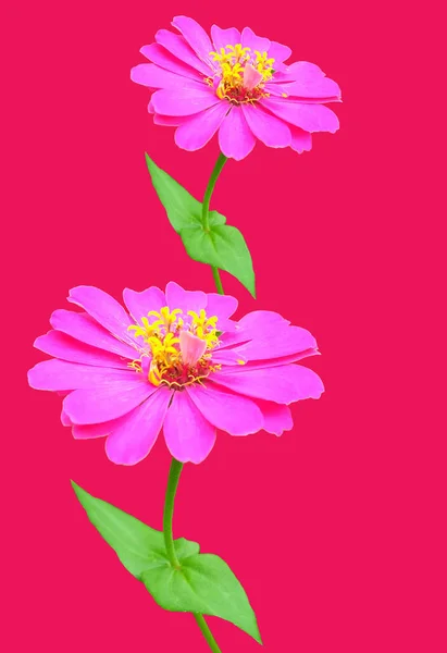Two Pink Zinnia Flower Pure Magenta Background Stock Photo Card — Stock Photo, Image