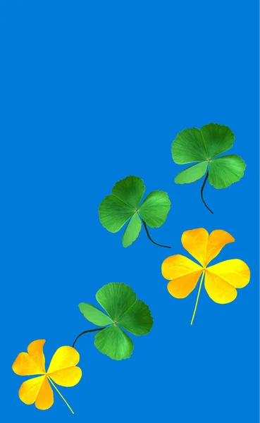 Collection Leaf Plant Green Gold Oxalis Corniculata Isolated Blue Background — Stock Photo, Image