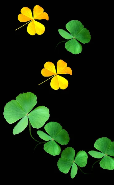 Коллекция Зеленого Золотого Листьев Oxalis Corniculata Выделенных Черном Фоне Счастливый — стоковое фото
