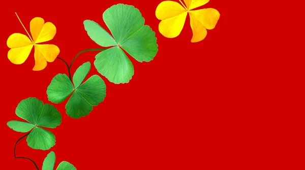 Collection Leaf Plant Green Gold Oxalis Corniculata Isolated Red Background — Stock Photo, Image