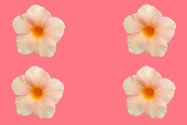 Modello Floreale Design Hibiscus Syriacus Fiore Isolato Sfondo Rosa Rosa — Foto Stock