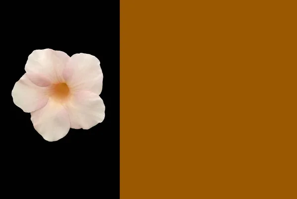 黒の背景と茶色のフレームブランクに隔離されたアラマンダの花のデザインをしました お祭り好き マクロオブジェクト — ストック写真