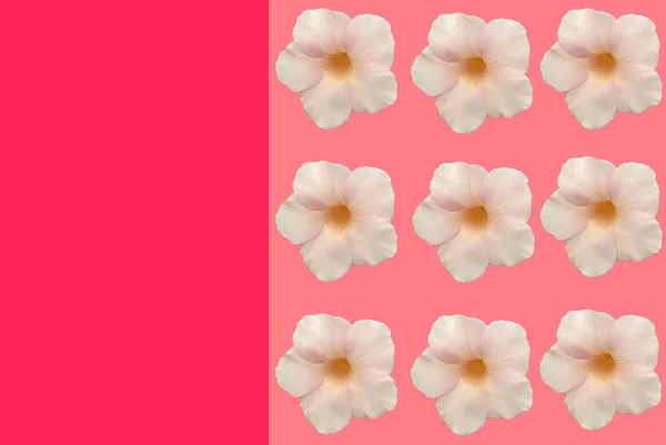 Floral Pattern Design Allamanda Flower Isolated Pink Background Pink Frame — Stock Photo, Image