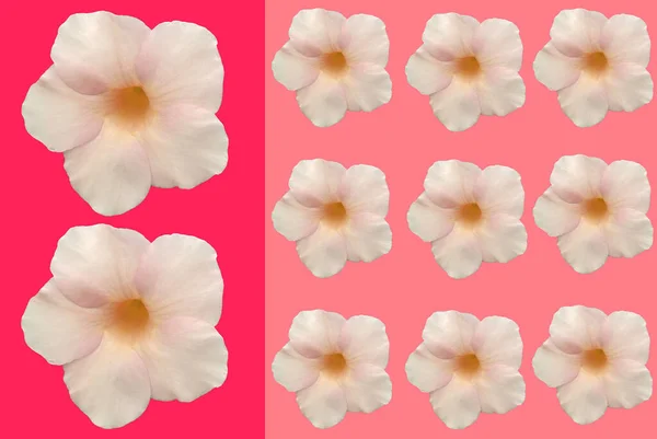 Квітковий Дизайн Візерунка Квітки Allamanda Ізольовані Рожевому Тлі Фестиваль Любові — стокове фото