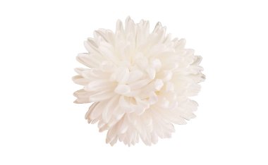 Üst veiw, beyaz kasımpatı çiçekleri stok fotoğrafı ya da illüstrasyon için beyaz arka planda izole edilmiş.