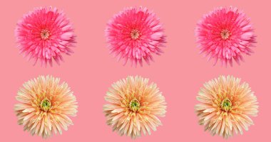 Turuncu ve pembe yıllık paskalya çiçeği deseni. Pastel mor arka planda izole edilmiş. Stok fotoğrafı, yaz çiçeği.