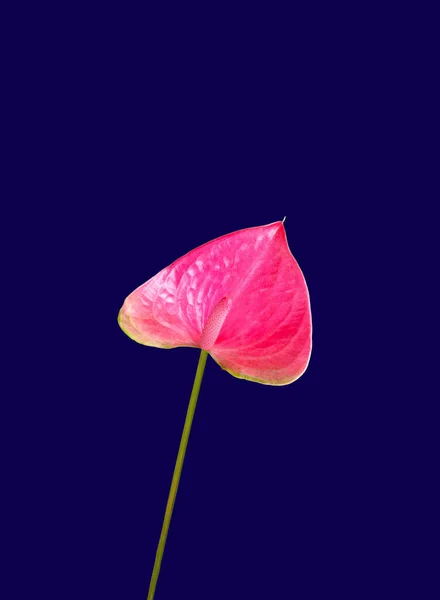 Pink Anthurium flower isolated on blue background for stock photo or background textures. summuer flower