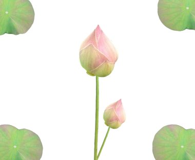 Üst veiw, mor sulu tomurcuk beyaz arka planda izole ve yeşil yapraklar çerçeve stok fotoğraf veya illüstrasyon için, yaz çiçekleri