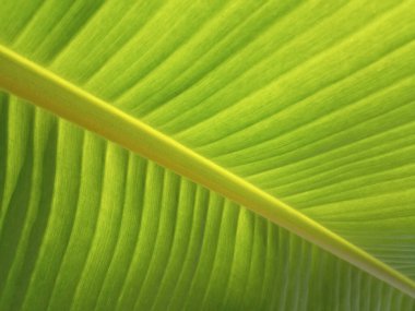 Muz yaprağı yeşili renginin bulanık arkaplanı üst veiw