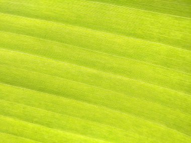 Muz yaprağı yeşili renginin bulanık arkaplanı üst veiw