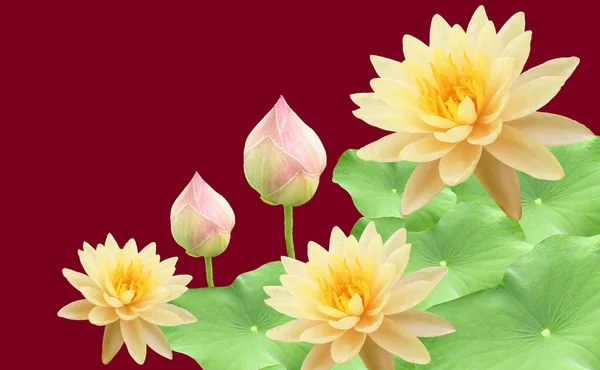 Top veiw, White lotus flowers bloom on green leaves and purple waterlily bud isolated darker red background, floral spring summer