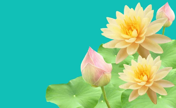 Top veiw, White lotus flowers bloom on green leaves and purple waterlily bud isolated pure cyan background, floral spring summer