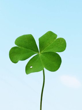 Yaklaş, yeşil çiçek (oxalis corniculata) mavi gökyüzü arka planında izole edilmiş çiçek, stok fotoğrafı, bitki yazı