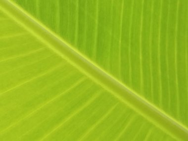 Üst veiw, soyut bulanık arkaplan depo fotoğrafları veya tasarım için muz yaprağı yeşil renk