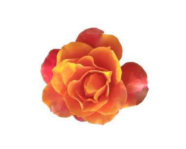 Beyaz arka planda soyutlanmış turuncu güller, doğal çiçeklerin güzelliği, çiçekli yaz çiçekleri, Top Veiw