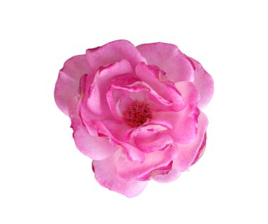 Beyaz arka planda solmuş pembe güller, doğal çiçeklerin güzelliği, çiçekli yaz çiçekleri.