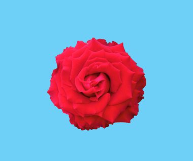 Üst manzara, kırmızı güllerin güzelliği pastel arka planda izole edilmiş çiçek, stok fotoğrafı, Flora yazı, bahçe bitkisi.