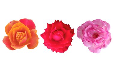 Beyaz arka planda çiçek açan güllerin toplanması, doğal çiçeklerin güzelliği, çiçekli yaz çiçekleri, Top Veiw