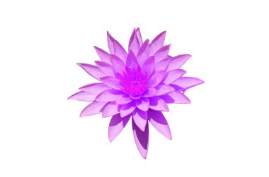 Üst manzara, mor nilüfer çiçeğinin güzelliği beyaz arka planda izole edilmiş, stok fotoğrafı, Flora yazı, bahçe bitkisi.