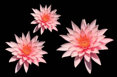 Üst veiw, çiçek toplayan pembe nilüfer çiçekleri beyaz taç yaprakları ve siyah arka planda izole edilmiş sarı mantarlar, yaz çiçekleri..