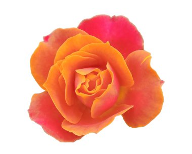 Beyaz arka planda soyutlanmış turuncu güller, doğal çiçeklerin güzelliği, çiçekli yaz çiçekleri, Top Veiw