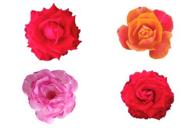 Beyaz arka planda çiçek açan güllerin toplanması, doğal çiçeklerin güzelliği, çiçekli yaz çiçekleri, Top Veiw