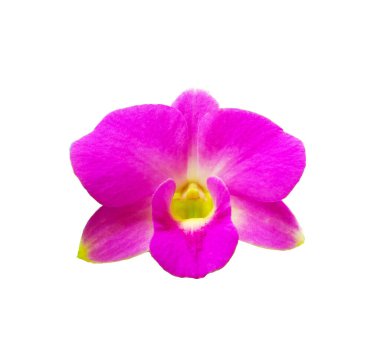 Mor orkidelerin güzelliği kapanıyor çiçek desen fotoğrafı için beyaz arka planda izole edilmiş, Flora yaz, Bahçe bitkisi, Top view