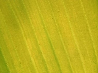 Muz yaprağı yeşili renginin bulanık arkaplanı üst veiw, stok fotoğrafı