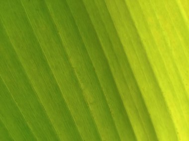 Muz yaprağı yeşili renginin bulanık arkaplanı üst veiw, stok fotoğrafı