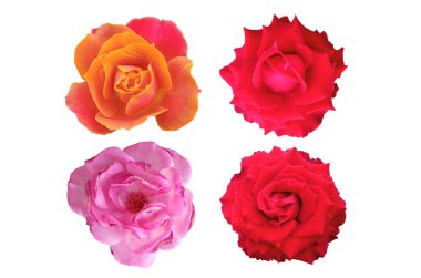 Beyaz arka planda çiçek açan güllerin toplanması, doğal çiçeklerin güzelliği, çiçekli yaz çiçekleri, Top Veiw